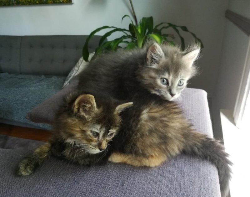 Две бездомные кошечки жались друг к другу, надеясь, что им помогут