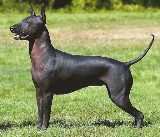 Ксолоитцкуинтли - собака, напоминающая статую