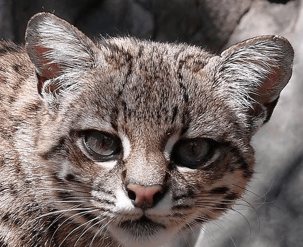 Андская кошка - дикая мурлыка, фото которой удалось получить лишь после 2000 года