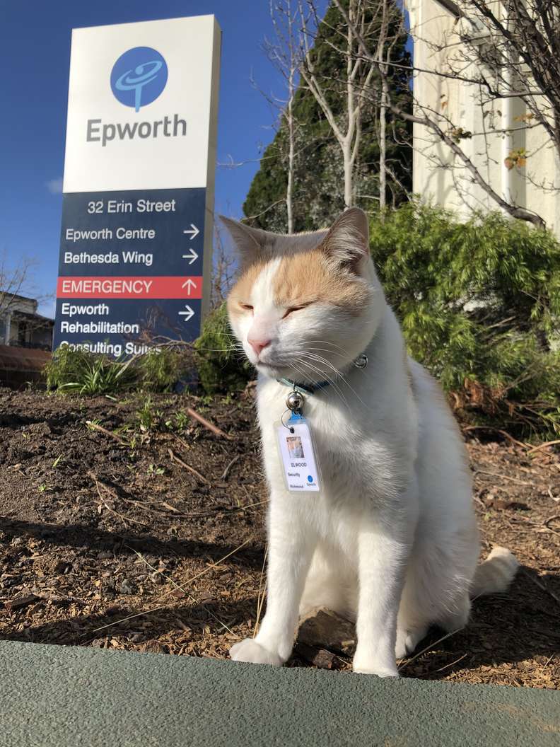 Бездомного кота взяли на пост "охранника" в больнице 