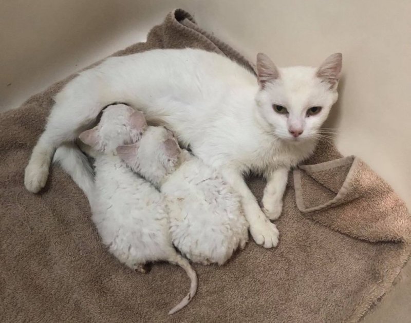 Мать-кошка привела своих больных котят к людям