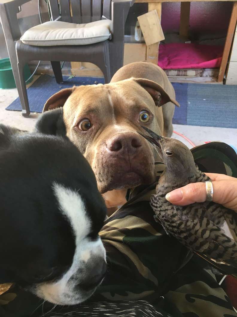 Взволнованный пес принес хозяйке раненую птицу 