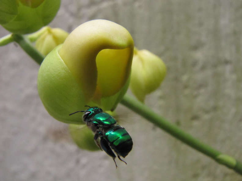 Зеленые орхидные пчелы - чудо природы