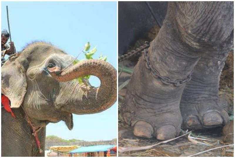 5 причин, по которым туристам не нужно кататься на слонах 
