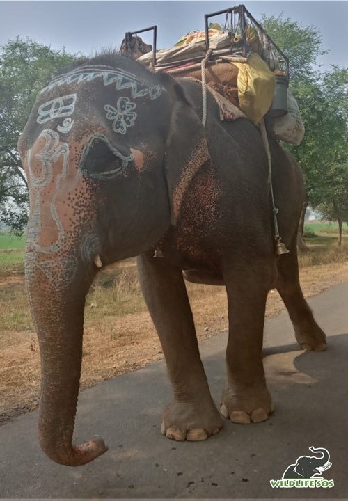 5 причин, по которым туристам не нужно кататься на слонах 