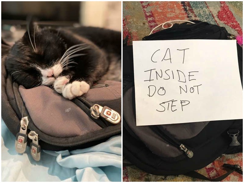 Хозяин оставил записку на рюкзаке, в котором любит спать кошка