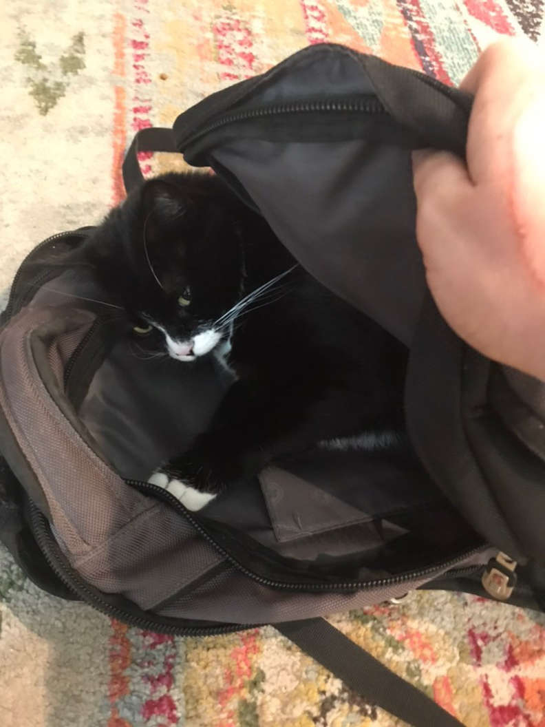 Хозяин оставил записку на рюкзаке, в котором любит спать кошка