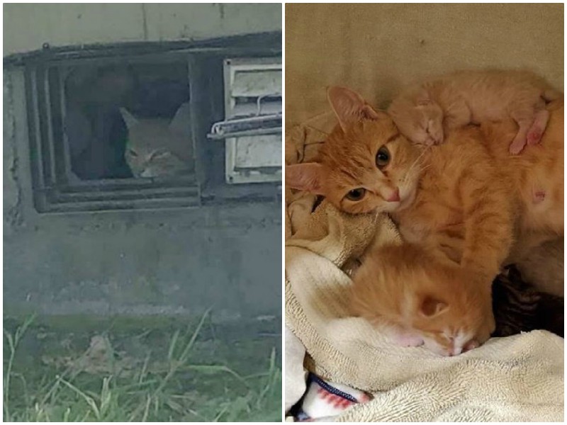 Мама-кошка с маленькими котятами забилась под крыльцо женщины