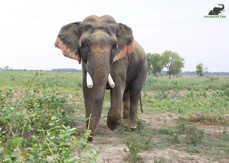 Измученному дрессировщиком слону подарили новую жизнь