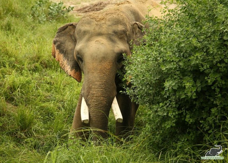 Измученному дрессировщиком слону подарили новую жизнь