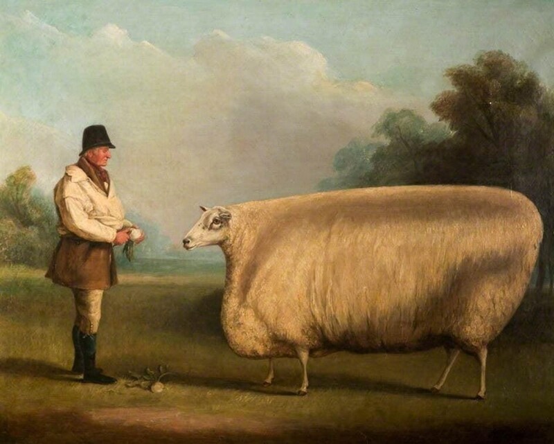 Четырехугольные животные: почему на картинках 18 века художники рисовали угловатый скот