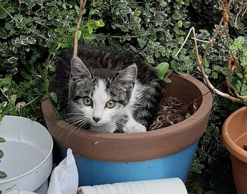Пожилой кот подружился с бездомным котенком, который забегал во двор его семьи