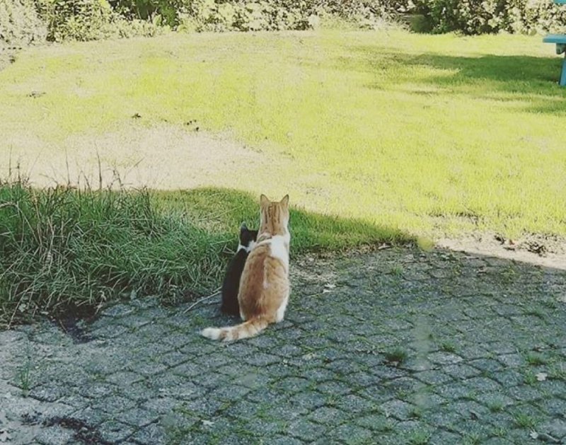 Пожилой кот подружился с бездомным котенком, который забегал во двор его семьи