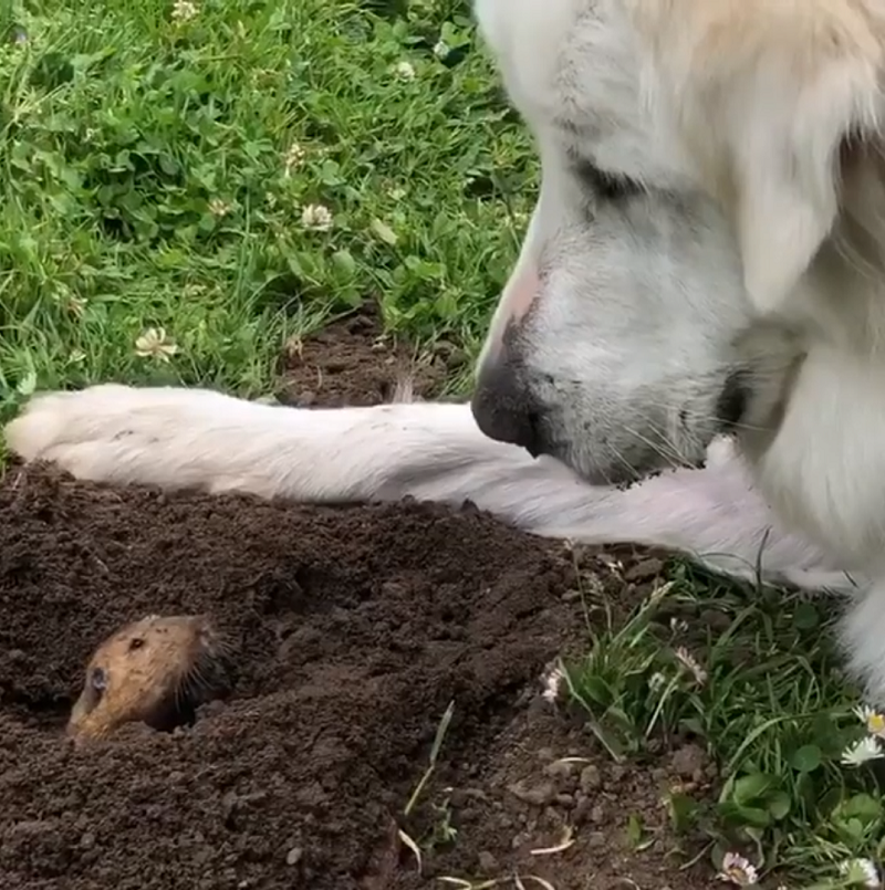 Собака решила заглянуть в нору в парке, а ее встретил суслик
