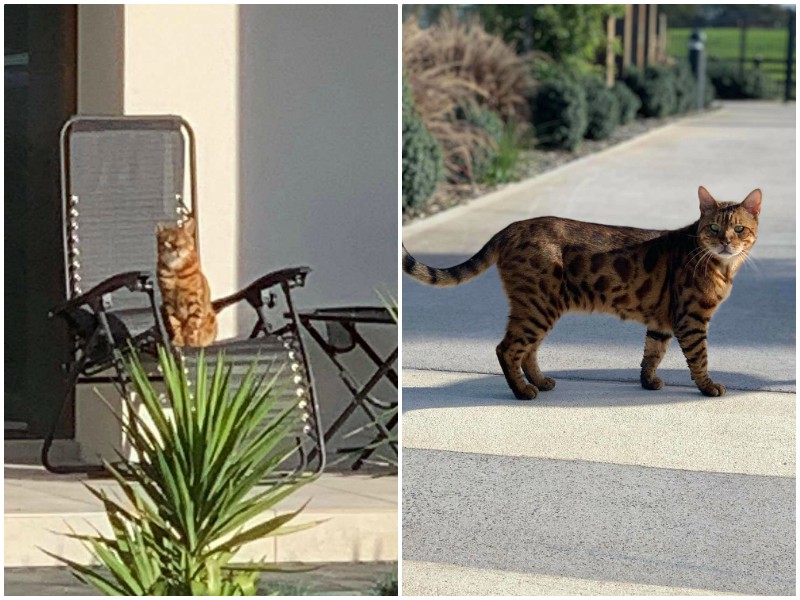 Общительный котяра каждый день ходит в гости к соседям 