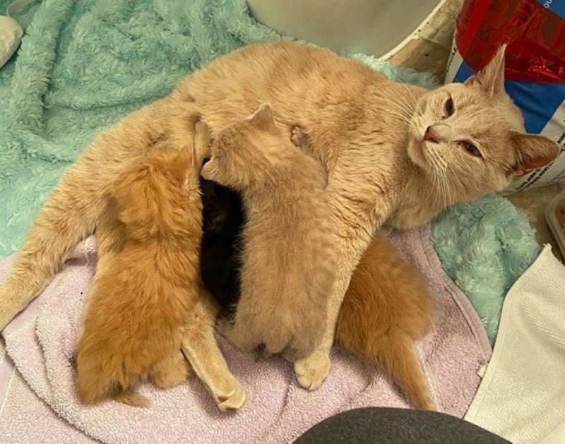 Мать-кошка приняла трех осиротевших крох, как своих малышей