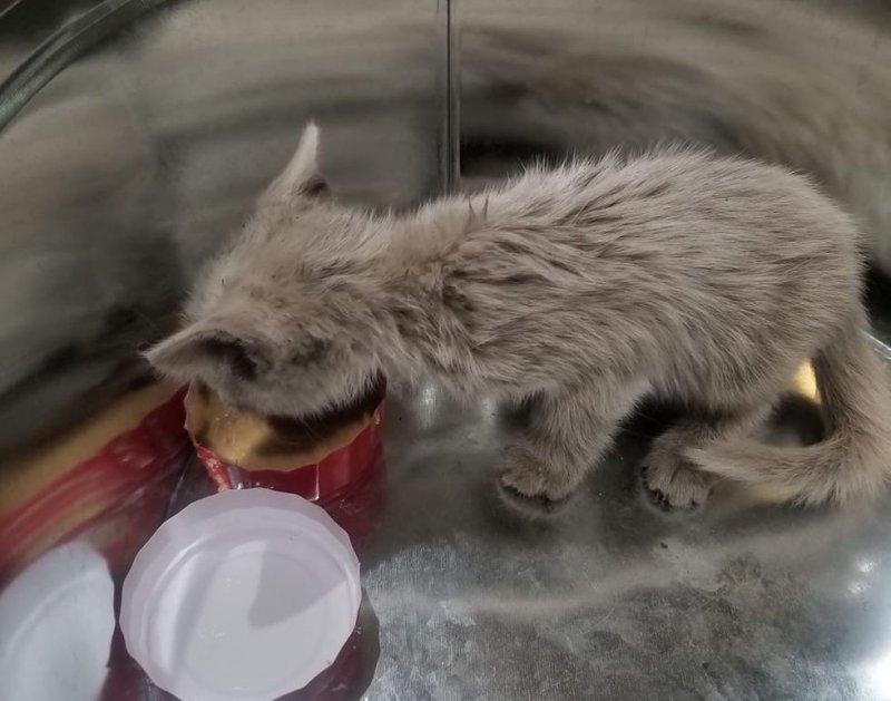 Больной котенок, испачканный машинным маслом, преобразился после спасения