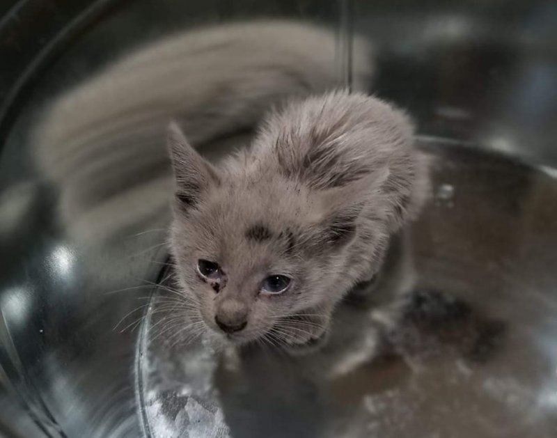 Больной котенок, испачканный машинным маслом, преобразился после спасения