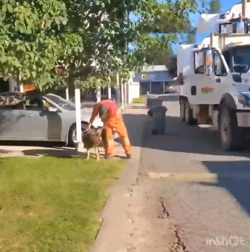 Пес каждую неделю ждет водителя мусоровоза у дороги