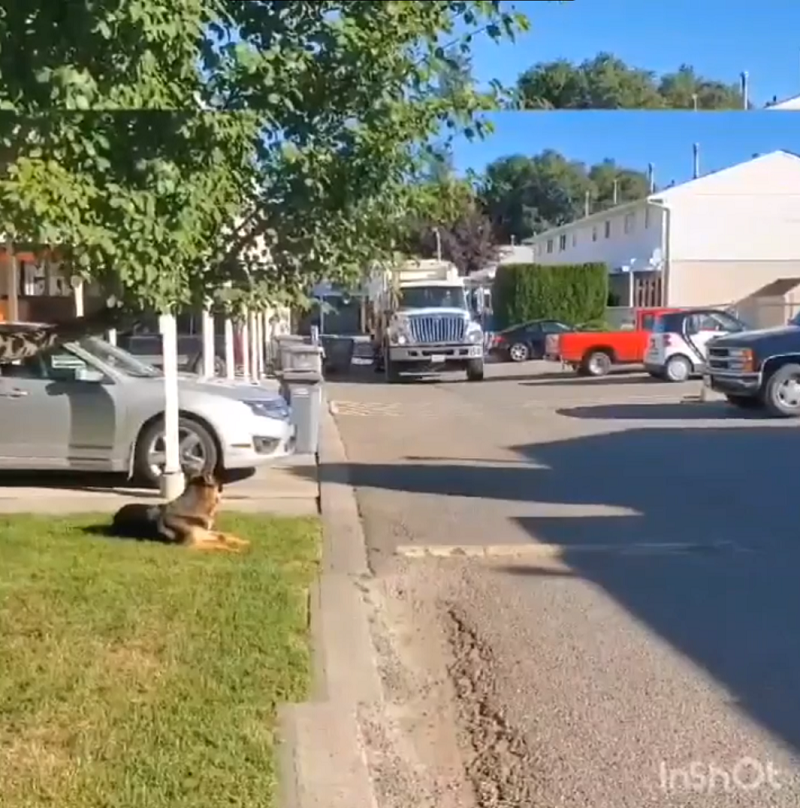 Пес каждую неделю ждет водителя мусоровоза у дороги