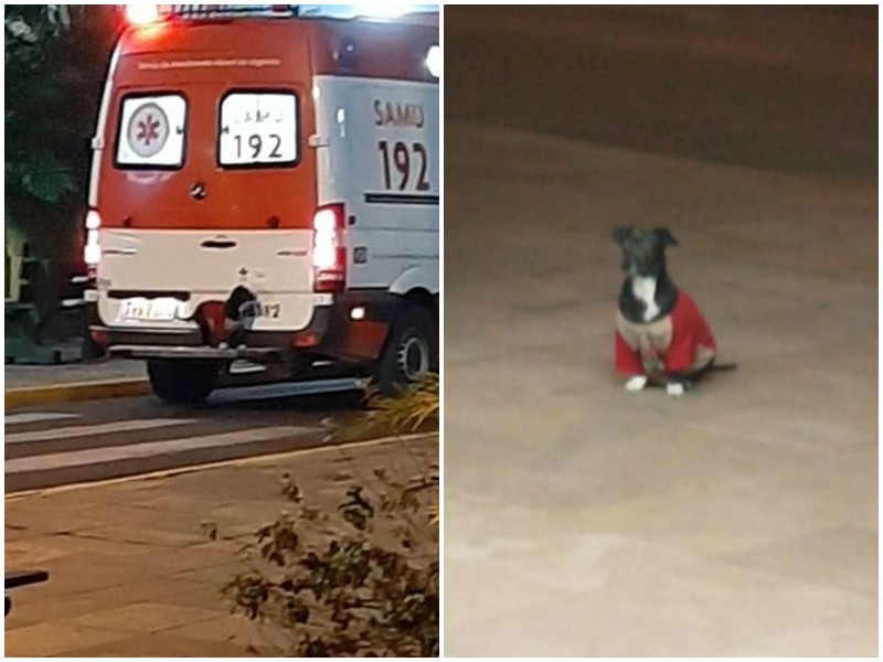 Верная собака запрыгнула на машину скорой помощи, в которой был ее хозяин