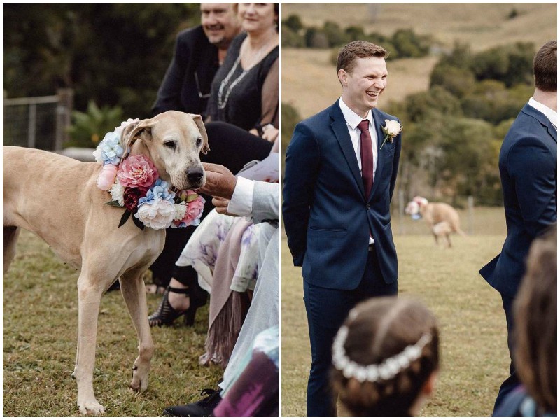 Собака рассмешила гостей свадьбы до слез своей чудаковатой выходкой