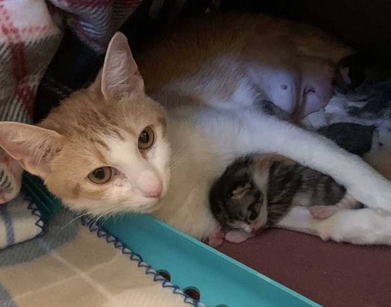 Кошка прижимала к себе своих малышей, один из которых родился особенным