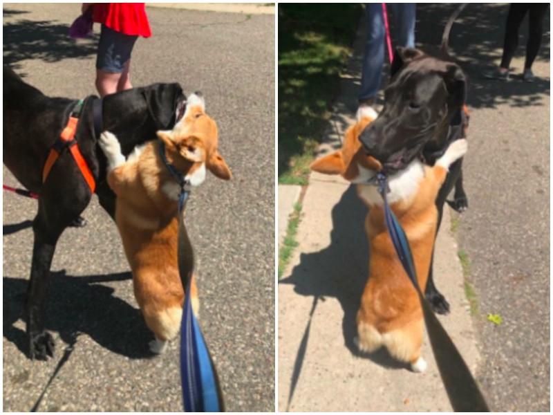 Корги обнимает всех собак, которых встречает на прогулке