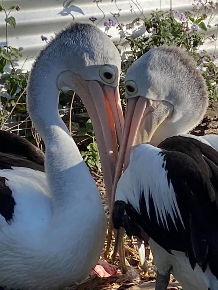 Пара пеликанов 6 лет пыталась завести птенцов, и наконец обрела счастье