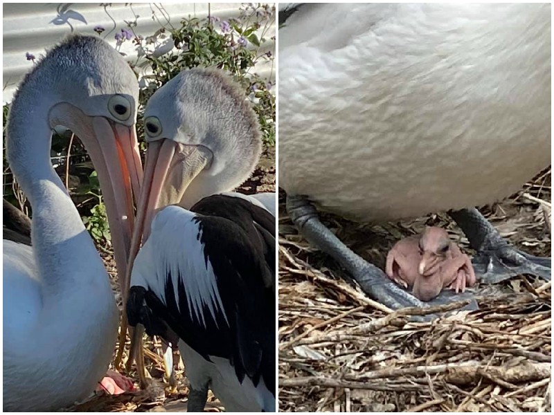 Пара пеликанов 6 лет пыталась завести птенцов, и наконец обрела счастье
