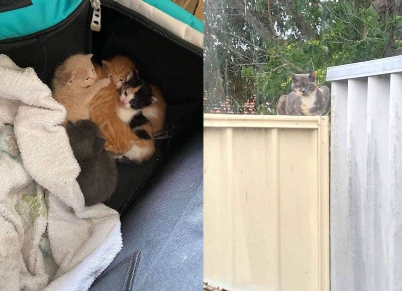 Бродячая мать-кошка спрятала котят на заднем дворе семьи