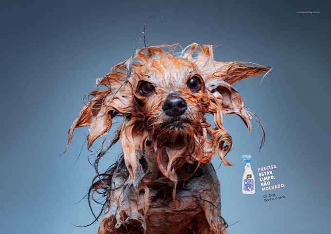 Веселая фотосессия мокрых собак-моделей умилила пользователей