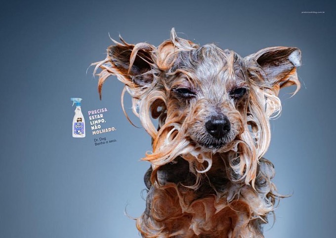 Веселая фотосессия мокрых собак-моделей умилила пользователей