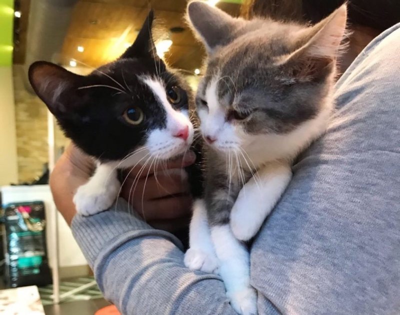 Больные братья-котята собирали объедки по закоулкам 