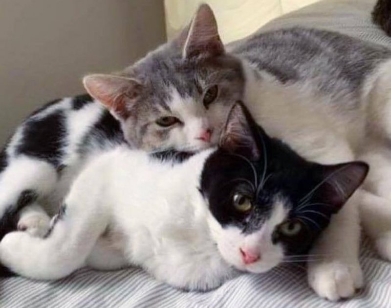 Больные братья-котята собирали объедки по закоулкам 