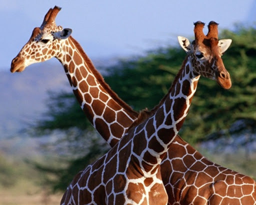 Уникальные факты о жирафах: зачем им длинная шея и сколько в ней позвонков