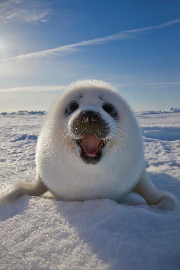 12. Счастливый тюлень
