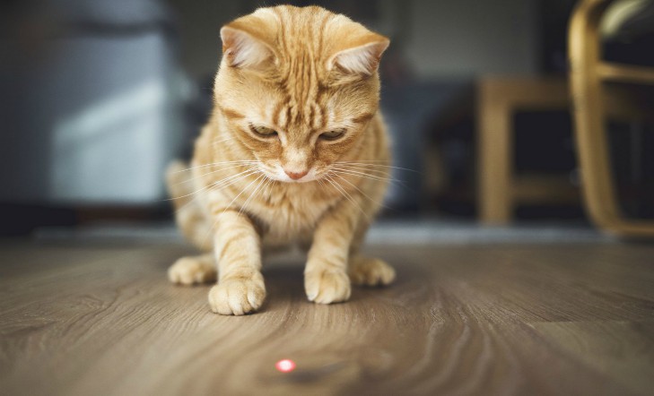 Никогда не светите лазером прямо в глаза кошки!