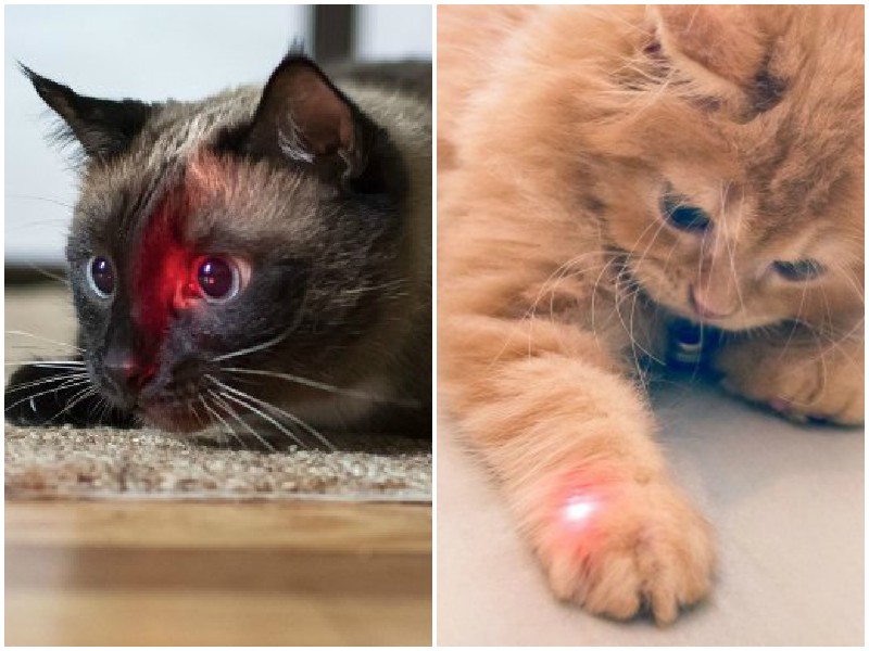 Лазерная указка: польза и вред для кошек