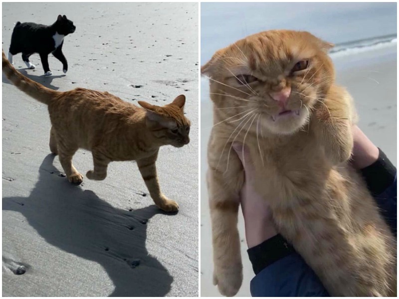 Смешная реакция кота, которого впервые привели на пляж