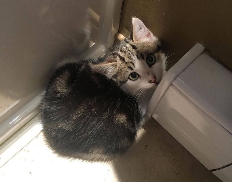 Семья переехала в новый дом, и нашла в сарае маленьких котят