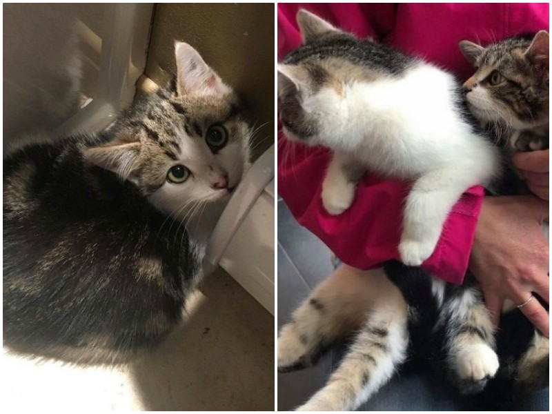 Семья переехала в новый дом, и нашла в сарае маленьких котят