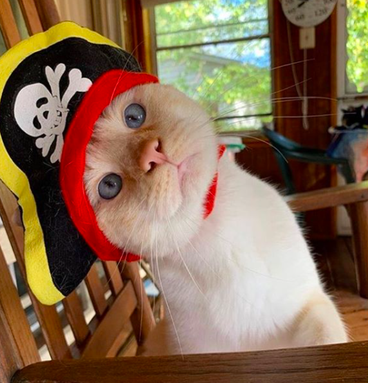 4. Котик-пират