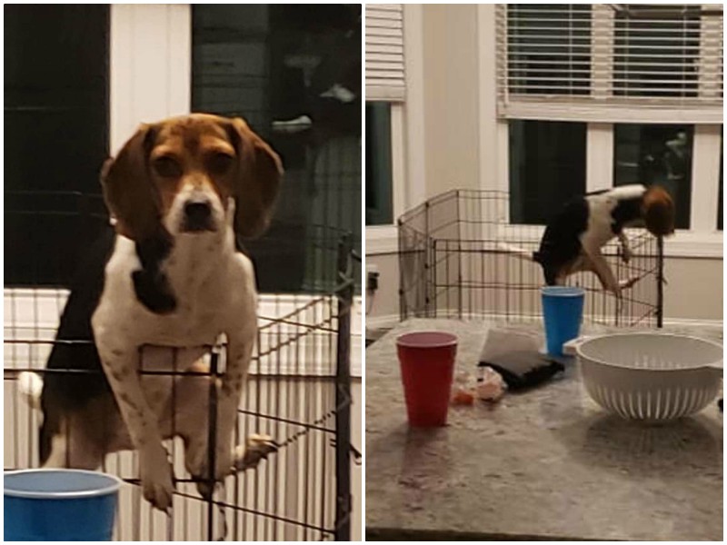 Смешная реакция собаки, которую уличили в побеге из клетки