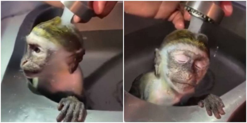 Помните, мы показывали вам ролик с мартышкой, которая любит принимать ванну?
