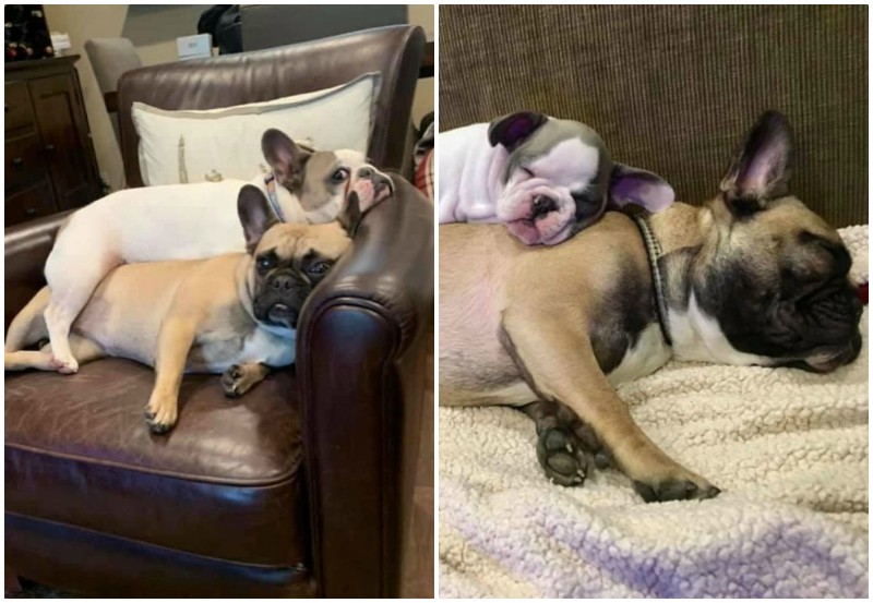 Собачка выросла, но все также спит на своей сестре
