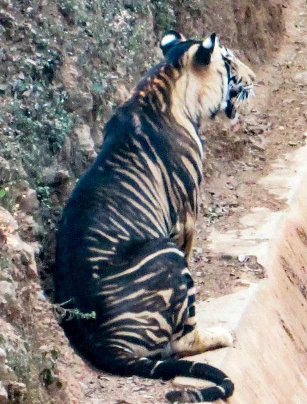 Тигра с черными полосами заметили в Индии