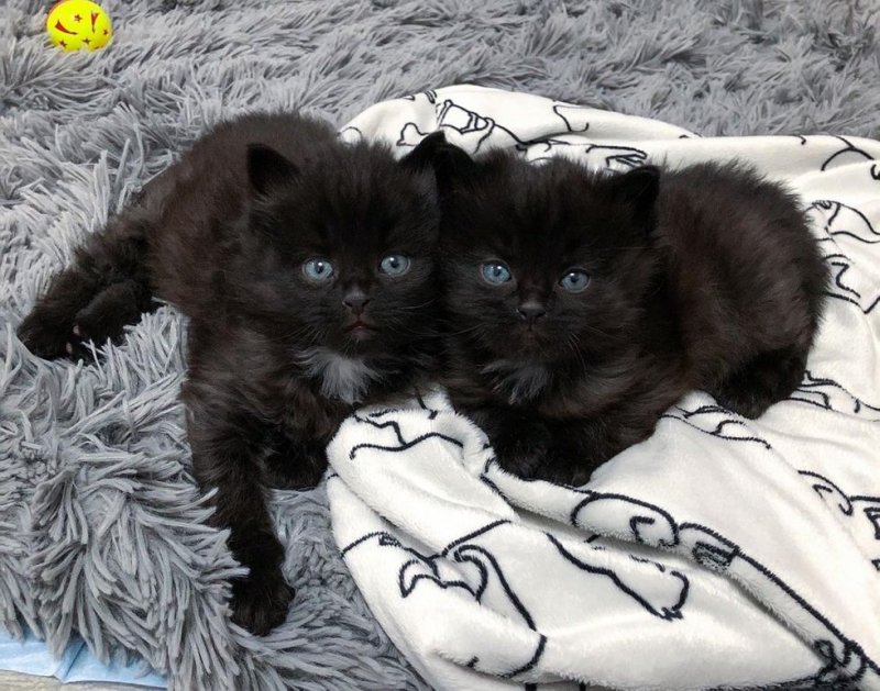 Осиротевшие братья-котята перепуганными глазами оглядывали людей