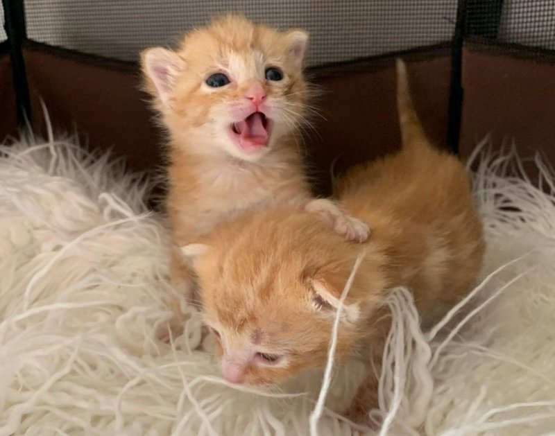 Два крохотных котенка пищали под домом, пытаясь найти маму