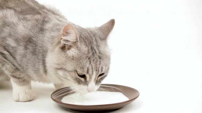 Чем молоко опасно для взрослых кошек